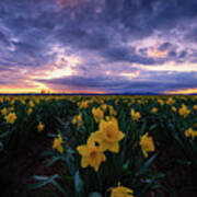Sunset And Daffodils Art Print