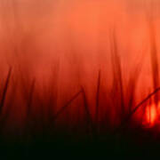 Sunset Grass Afterglow Art Print