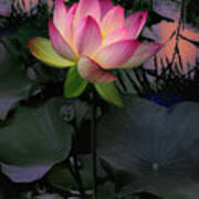 Sunset Lotus Art Print