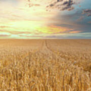 Sunset Over A Wheat Field Art Print