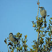 Sunshine On The Scrub Jays Art Print