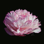 Suspended Pink Peony Bloom 2 Art Print