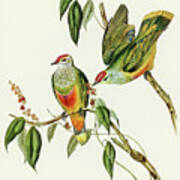 Swainson's Fruit Pigeon, Ptilinopus Swainsonii Art Print