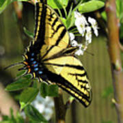 Swallowtail Butterfly Is Enjoying Feeding On A Spring Blossom Art Print