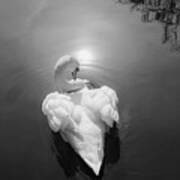 Swan 3 Art Print