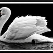 Swan Elegance Art Print