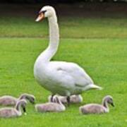 Swan Family Art Print