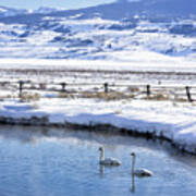 Swans In Winter Art Print