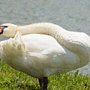 Swans long neck Photograph by Zina Stromberg - Pixels
