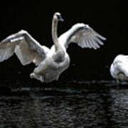 Swans On The Lake Art Print