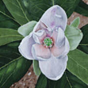 Sweetbay Magnolia Art Print