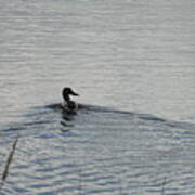 Swimming Northern Shoveler Art Print