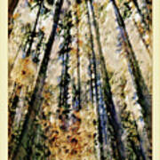Sylvan Forest #1 Art Print