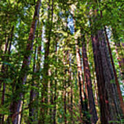 Tall California Redwoods 920 Art Print