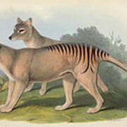 Tasmanian Tiger Art Print
