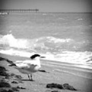 Tern Looking Out Bw Art Print