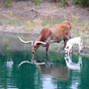 Texas Longhorn Cattle Print Combo - 2 - Jewels Art Print