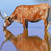 Texas Longhorn Cow In Texas Art Print