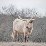 Texas Longhorn Cow On A Misty Day Art Print