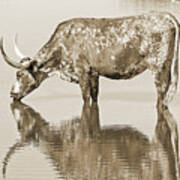 Texas Longhorn Cow Print In Sepia Art Print