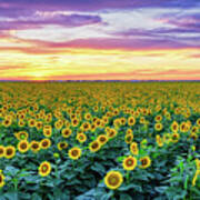 Texas Sunflower Field At Sunset Pano Art Print
