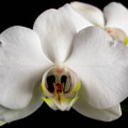 The Face Of An Orchid Art Print