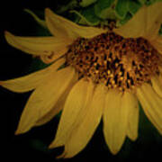 The Flashy Wild Sunflower Art Print