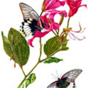 The Great Mormon Butterfly Art Print