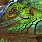 The Green Iguana Art Print