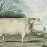 The Habertoft Short Horned Prize Cow Art Print