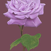 The Lilac Rose Art Print