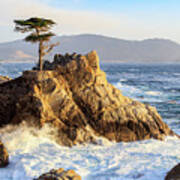 The Lone Cypress Art Print