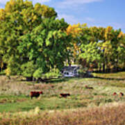 The Old Buchta Place - Abandoned Homestead On Nd Prairie With Simmental Cattle Grazing Art Print