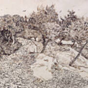 The Olive Trees, Pen And Ink By Van Gogh Art Print