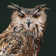 The Philosopher - Eagle Owl Art Print