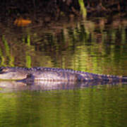 The River Alligator Art Print