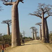 The Road In Baobab Alley In Madagascar Kn25 Art Print