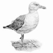 The Seagull Strut Art Print
