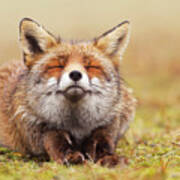 The Smiling Fox Art Print