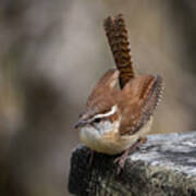 The Tail Of The Carolina Wren Art Print