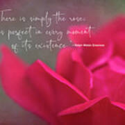 There Is Simply The Rose Art Print