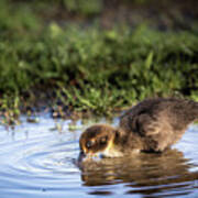 Thirsty Duckling Art Print