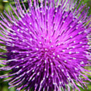 Thistle Bloom Art Print