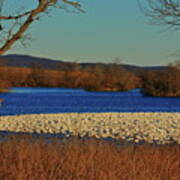 Thousands Geese Art Print