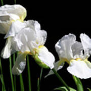 Three Beautiful White Irises Art Print