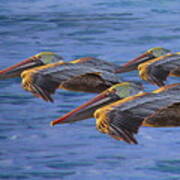 Three Brown Pelicans At Sunset Art Print