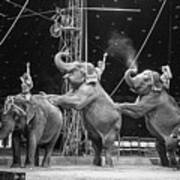 Three Elephant Circus Performance Art Print