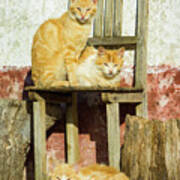 Three Farm Cats On A Chair, Cercal, Portugal Art Print