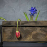 Three Fragile Tulips Art Print