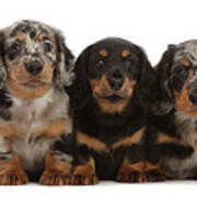 Three Long-haired Dachshund puppies Photograph by Warren Photographic -  Fine Art America